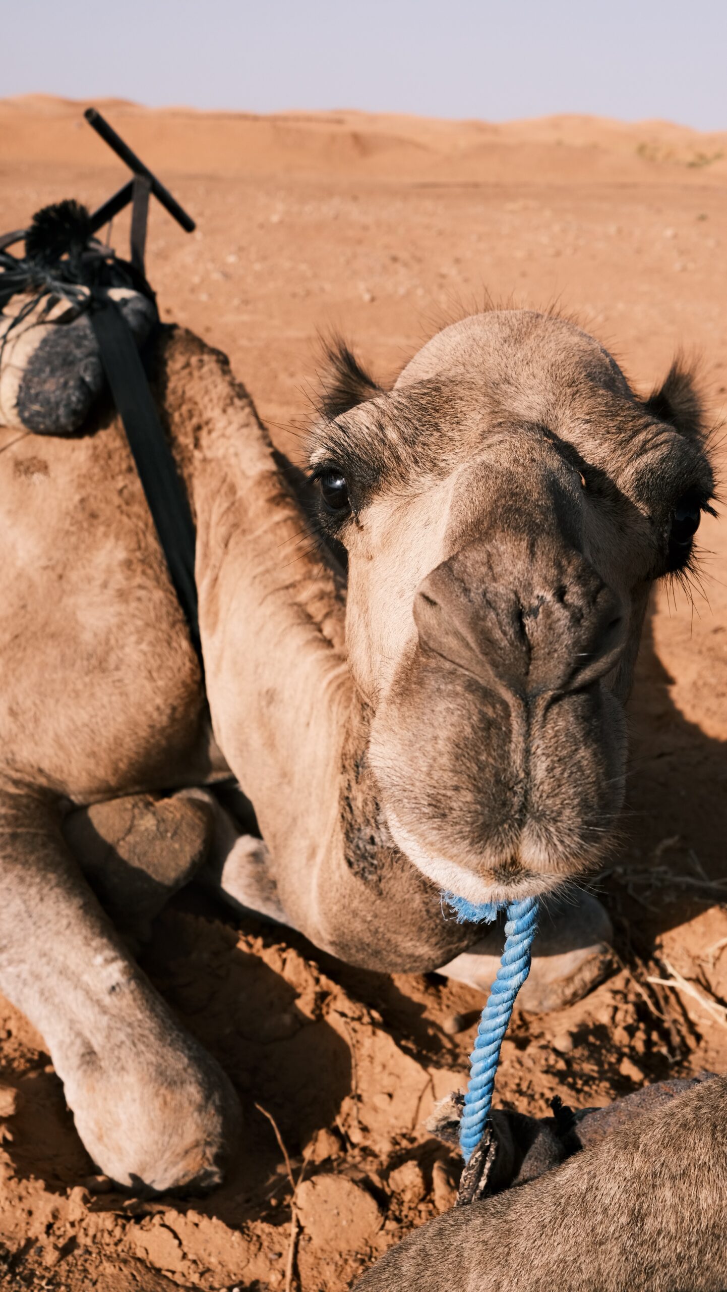 Camel trekking caravan across Merzouga golden dunes at sunset
